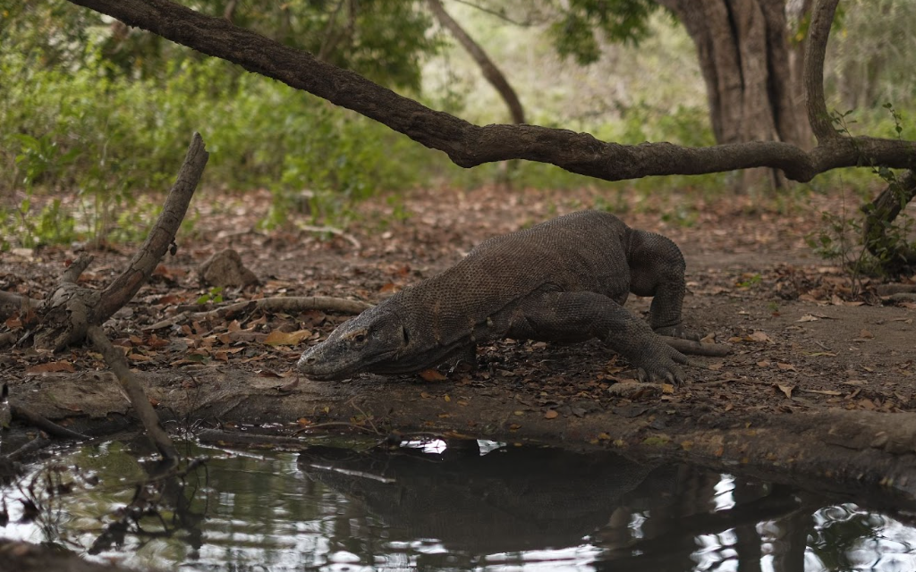 Tracing the Ancient Footsteps of the Komodo Dragon