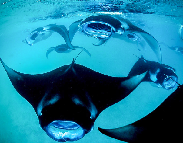 Where the Ocean Breathes: Diving into Labuan Bajo’s Underwater World