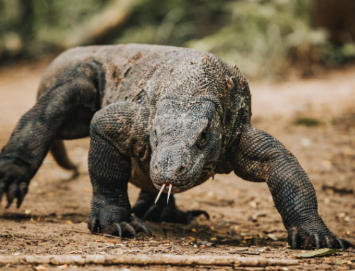 Chasing Dragons and Dreams in Komodo National Park