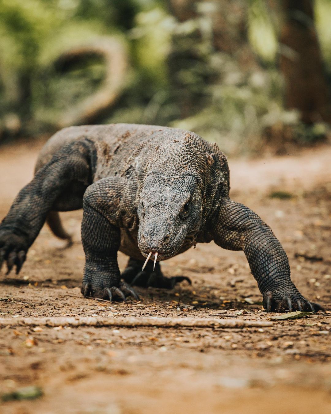 Tracing the Ancient Footsteps of the Komodo Dragon